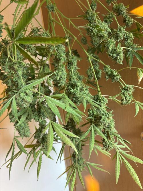 DWC 5 strains 👍🏻. Week 15