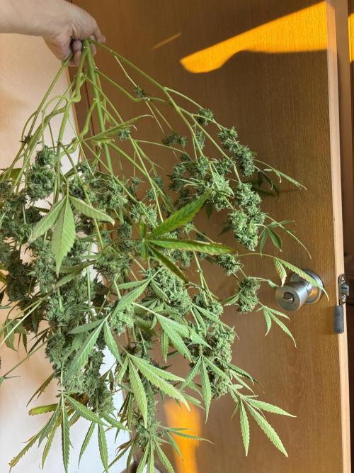 DWC 5 strains 👍🏻. Week 15