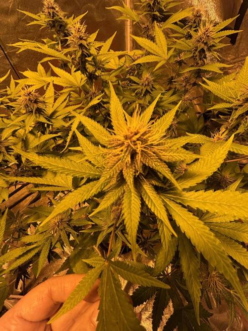 Purple Lemonade FF. Week 12