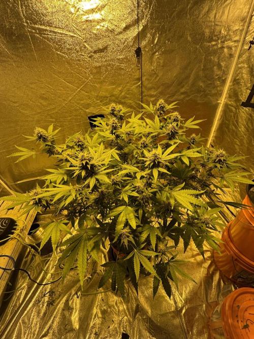 Purple Lemonade FF. Week 12