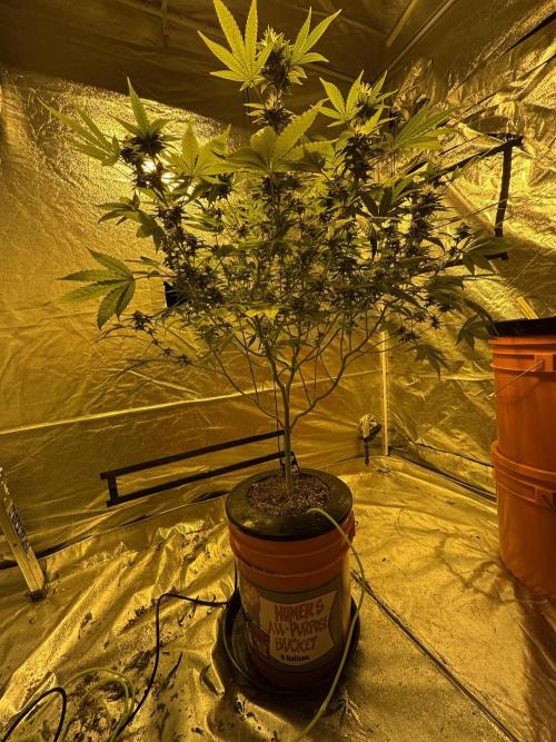 Purple Lemonade FF. Week 12