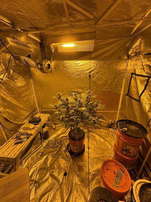 Purple Lemonade FF. Week 12