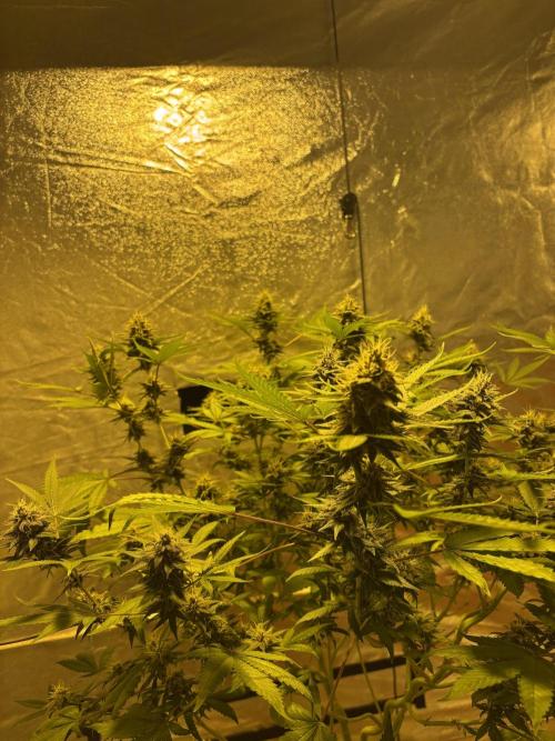 Purple Lemonade FF. Week 13