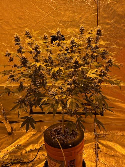 Purple Lemonade FF. Week 13