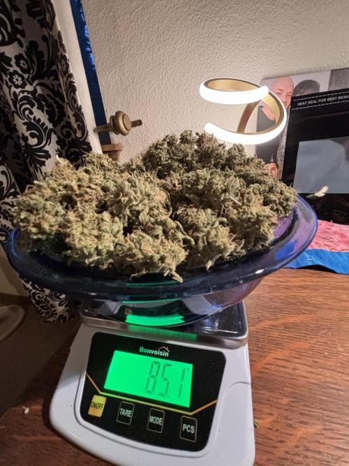 DWC 5 strains 👍🏻. Week 15