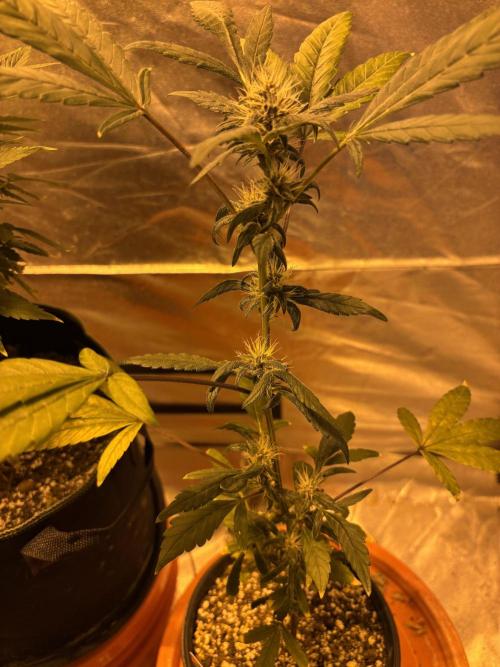 Fem Seed Project 🤙. Week 6