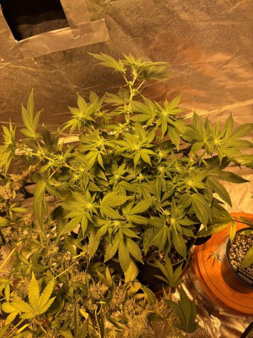 Fem Seed Project 🤙. Week 6