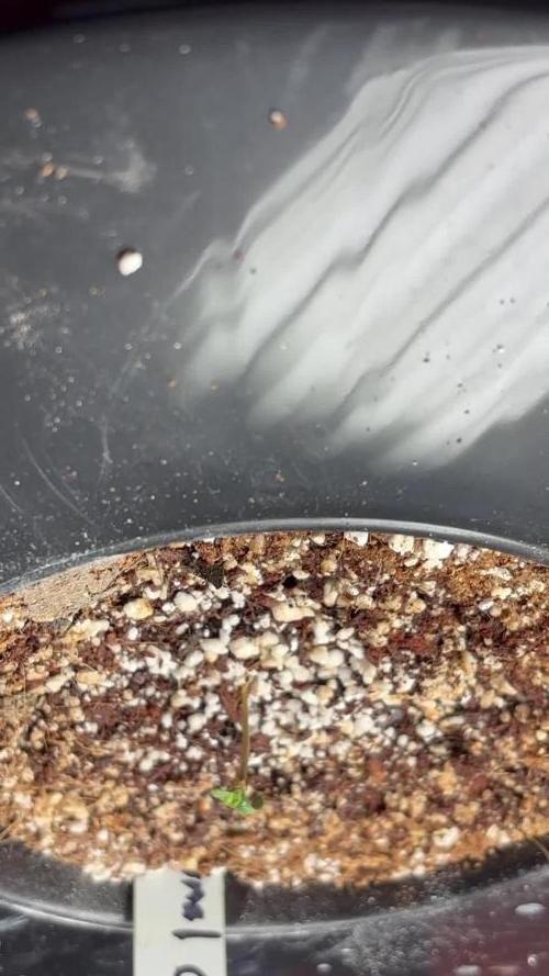 A Mostly Fastbuds Grow