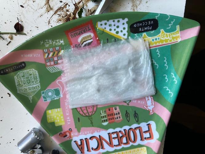 Red Poison Auto. Week 0 - Así estoy germinando las semillas, ya le estan saliendo sus colas 