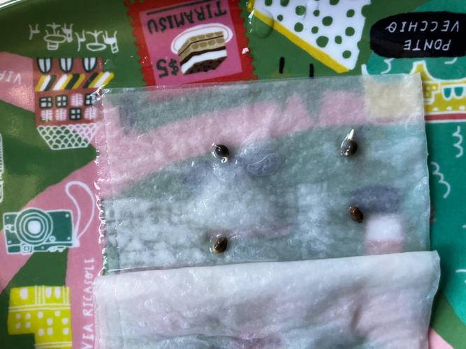 Red Poison Auto. Week 0 - Como ven llevan 24 horas en agua y ya salieron sus colas