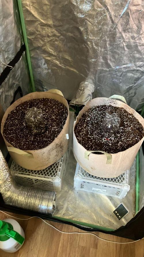 Red Poison Auto. Week 1 - Hoy las plante en su macetero, para comenzar la etapa vegetativa