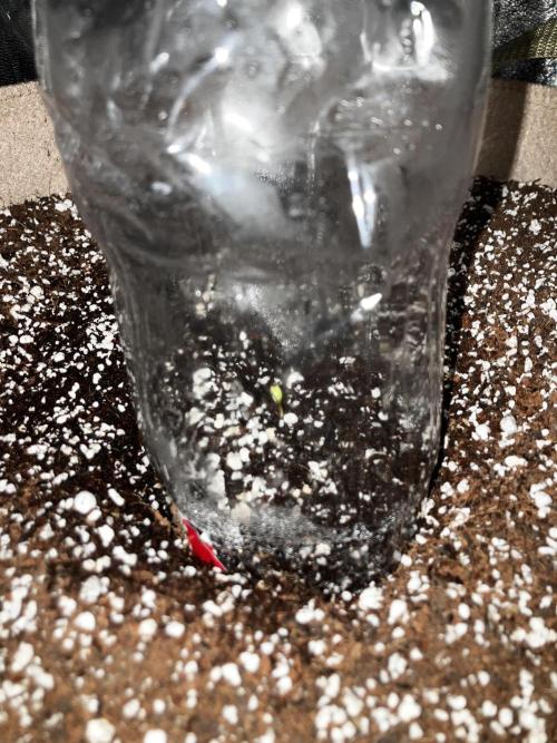 Red Poison Auto. Week 1 - En menos de 24 horas salió 