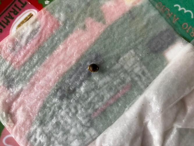 Kmintz Auto. Week 0 - poco menos de 24 horas despues, la semilla se hincho bastante y se ve la punta