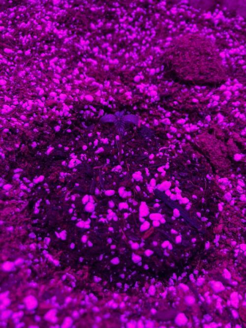 Red Poison Auto. Week 1