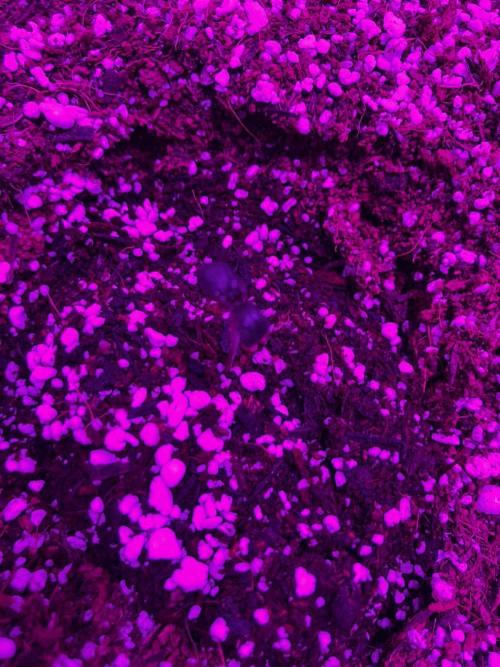 Red Poison Auto. Week 1