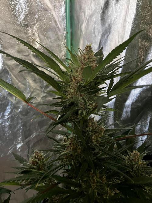 Red Poison Auto. Week 5