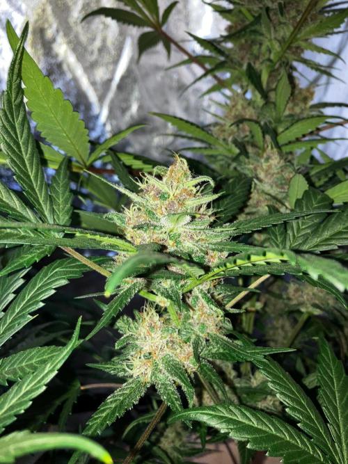 Red Poison Auto. Week 5