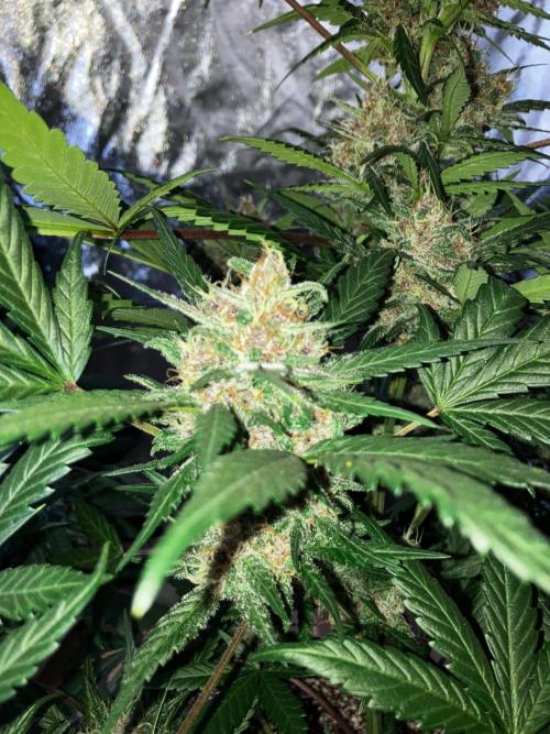 Red Poison Auto. Week 5