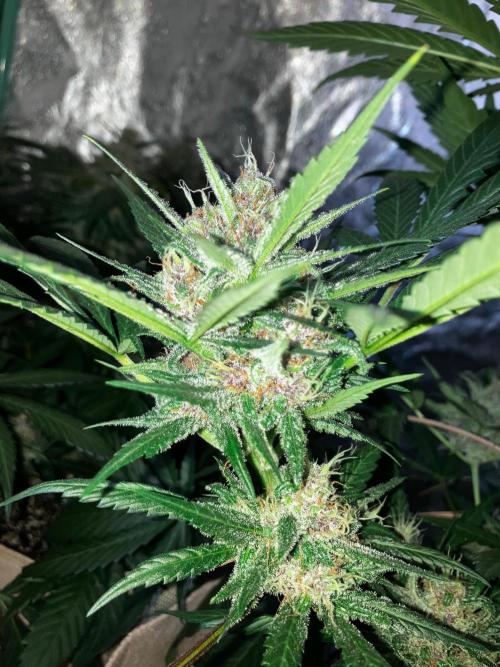 Red Poison Auto. Week 5