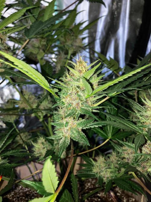 Red Poison Auto. Week 5