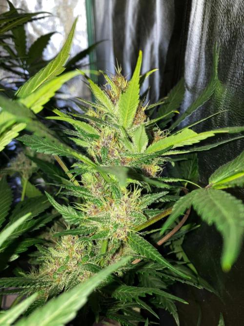 Red Poison Auto. Week 5