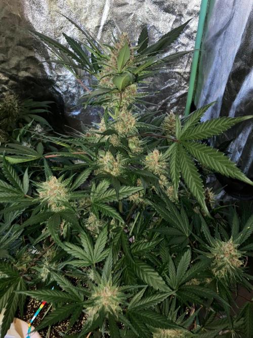 Red Poison Auto. Week 5