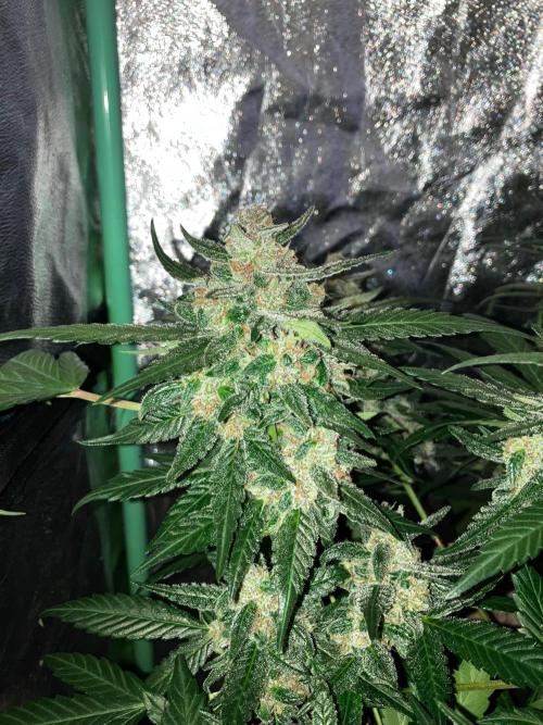 Red Poison Auto. Week 5