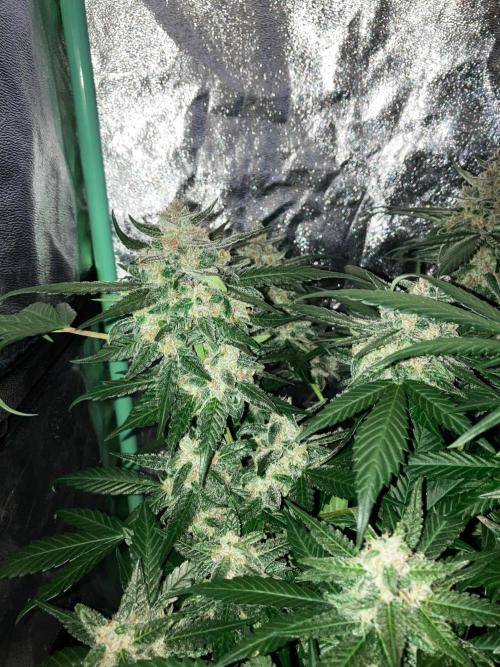 Red Poison Auto. Week 5