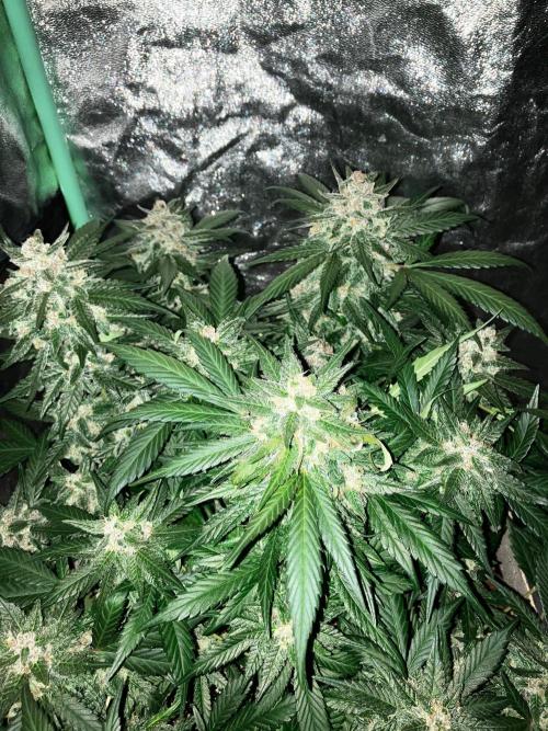 Red Poison Auto. Week 5