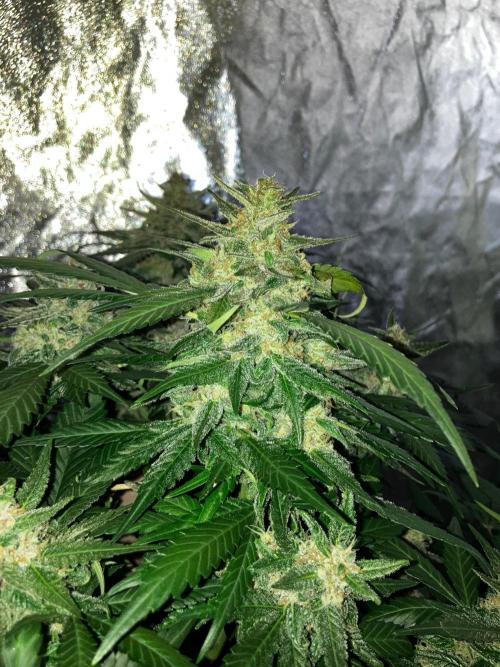 Red Poison Auto. Week 5