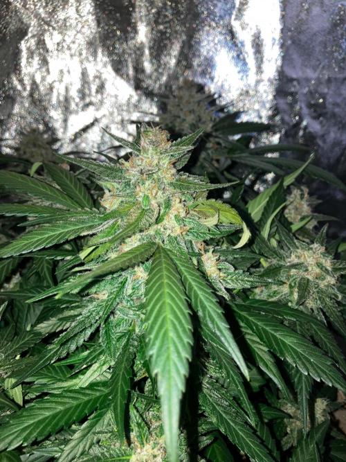 Red Poison Auto. Week 5