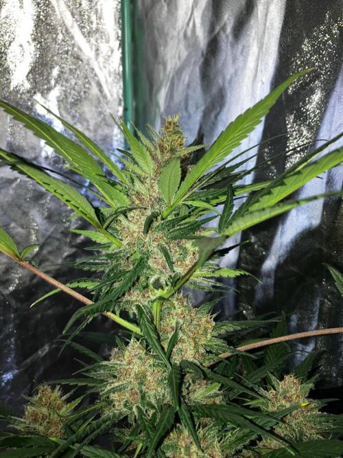 Red Poison Auto. Week 5