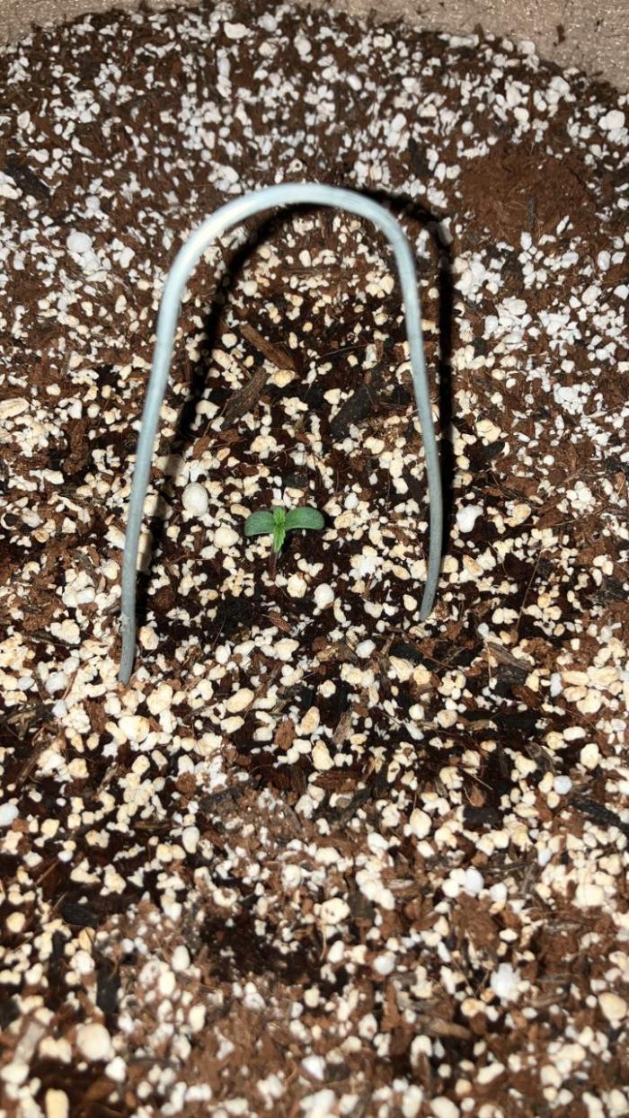 Gorilla Glue. Week 0 - La germine de la manera clasica, 12 horas en agua y luego directo al sustrato