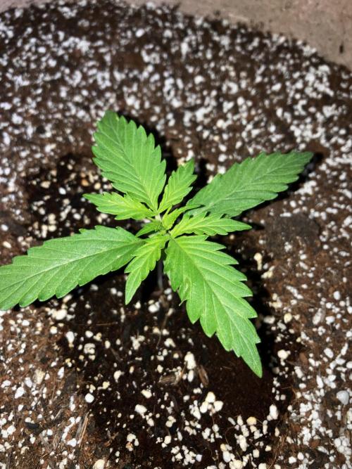 Gorilla Glue. Week 1