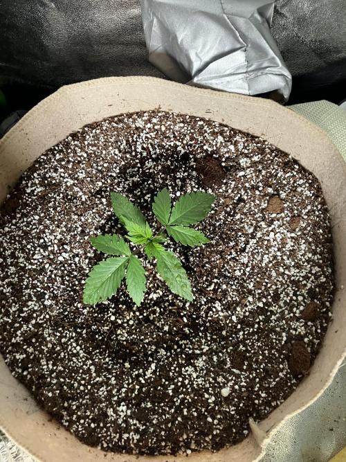 Gorilla Glue. Week 1