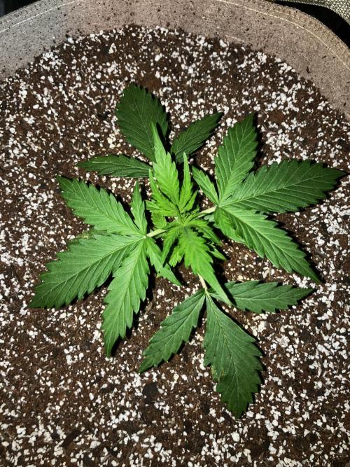 Gorilla Glue. Week 2