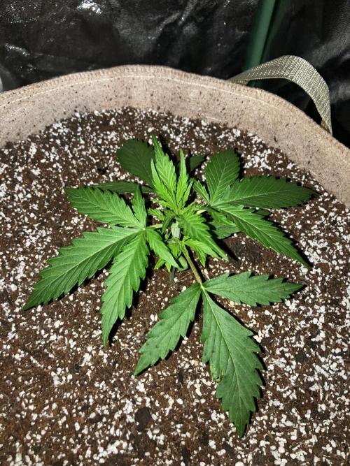 Gorilla Glue. Week 2
