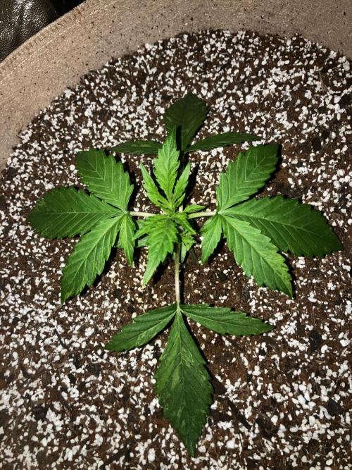 Gorilla Glue. Week 2