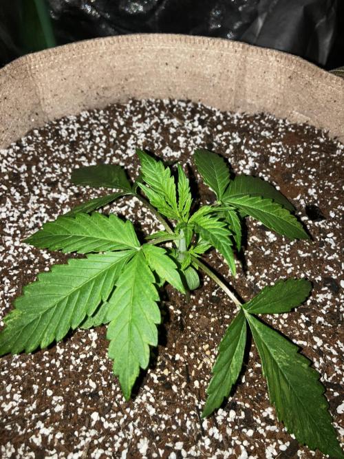 Gorilla Glue. Week 2