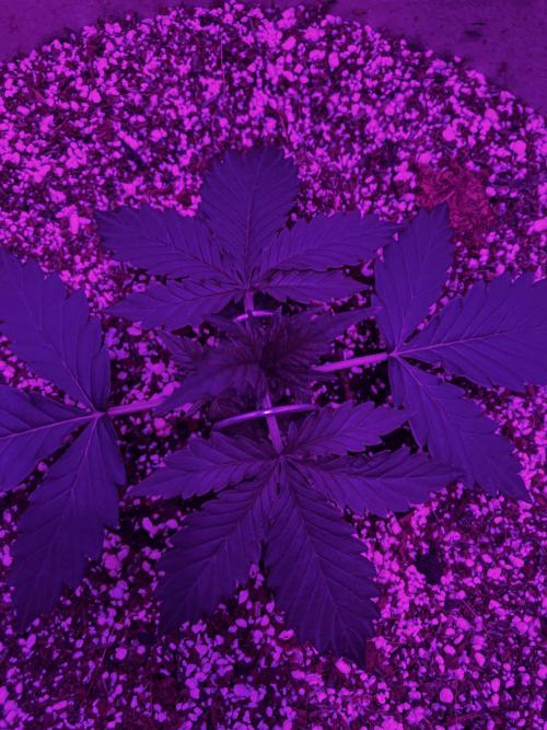 Gorilla Glue. Week 3
