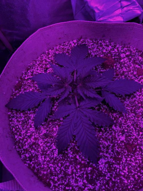 Gorilla Glue. Week 3
