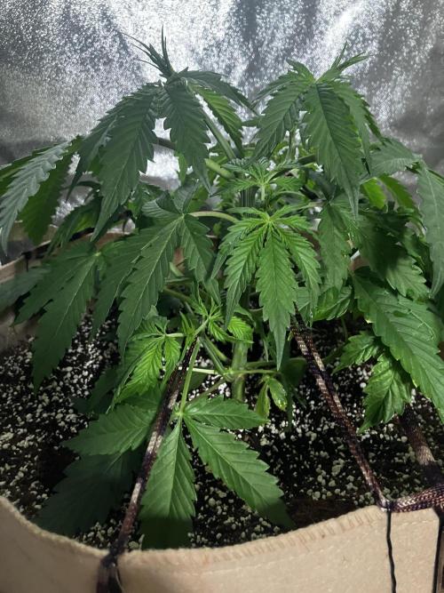Gorilla Glue. Week 4