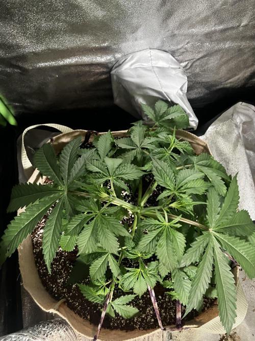 Gorilla Glue. Week 4