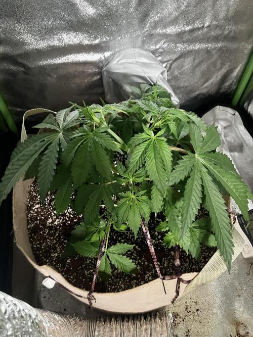 Gorilla Glue. Week 4