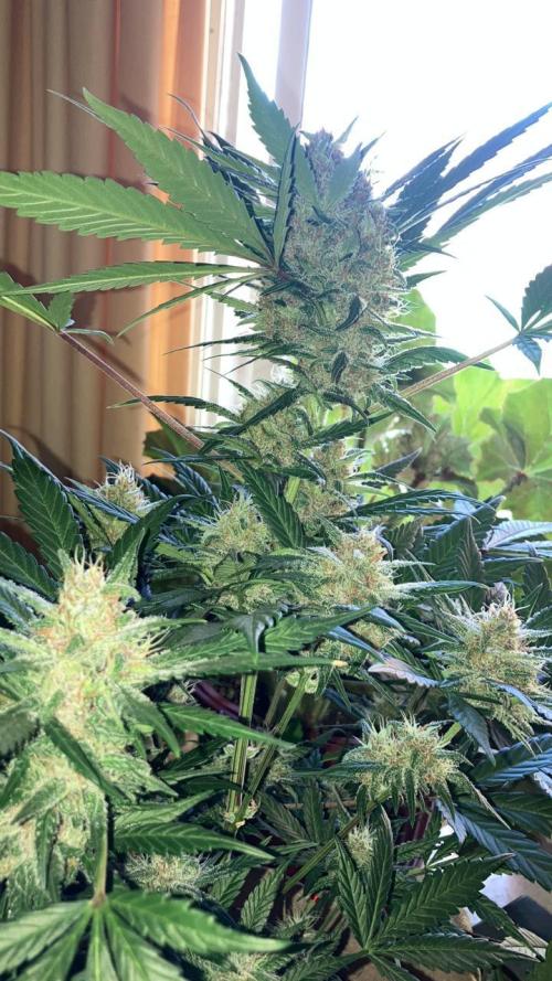 Red Poison Auto. Week 12