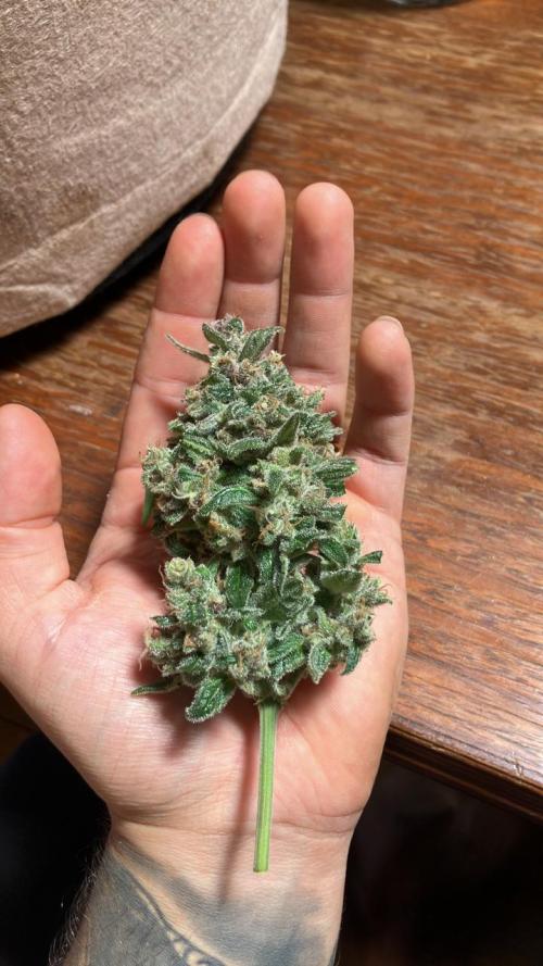 Red Poison Auto. Week 12