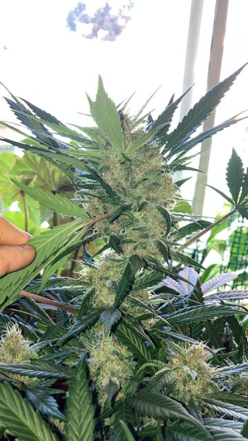 Red Poison Auto. Week 12