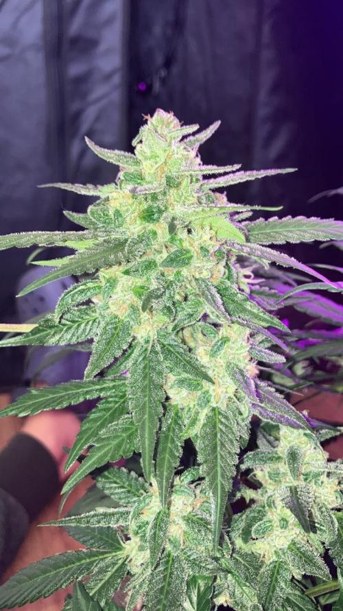 Red Poison Auto. Week 12