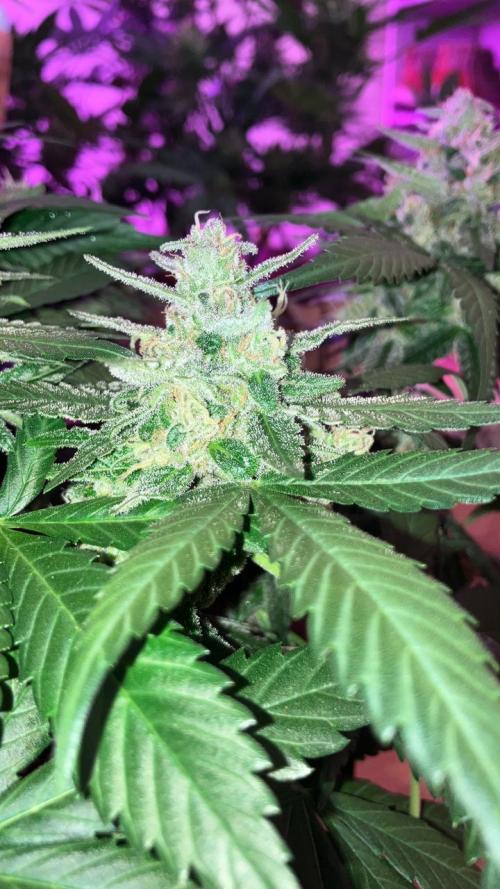 Red Poison Auto. Week 12