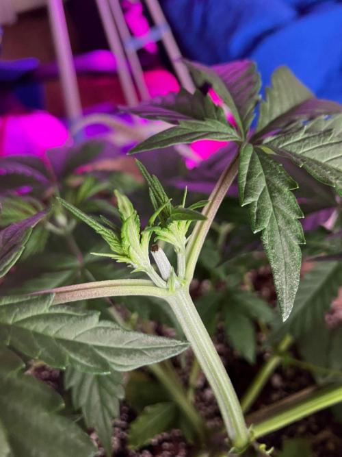 Gorilla Glue. Week 5 - Fotos del 3 de marzo